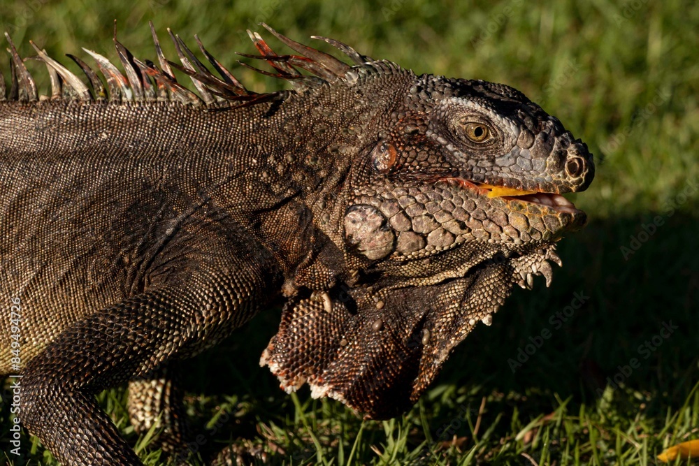 Obraz premium Iguana, close up