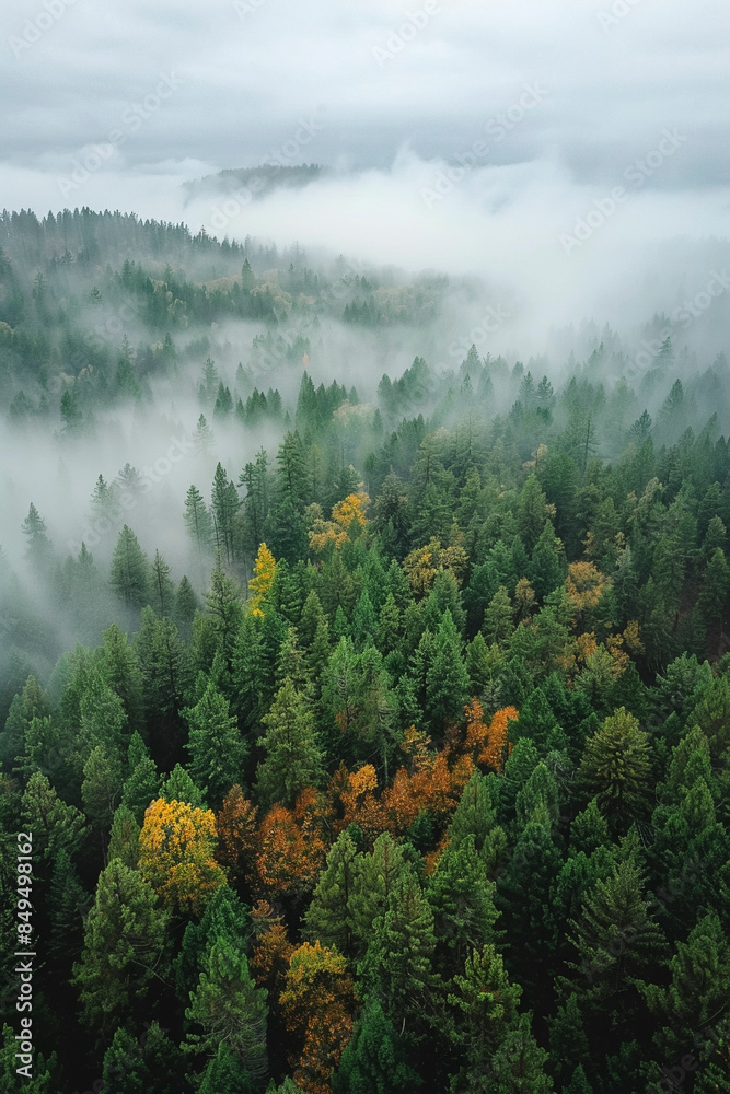 Φωτογραφία drone photo of a forest in the Pacific Northwest on a foggy day, vertical orient
