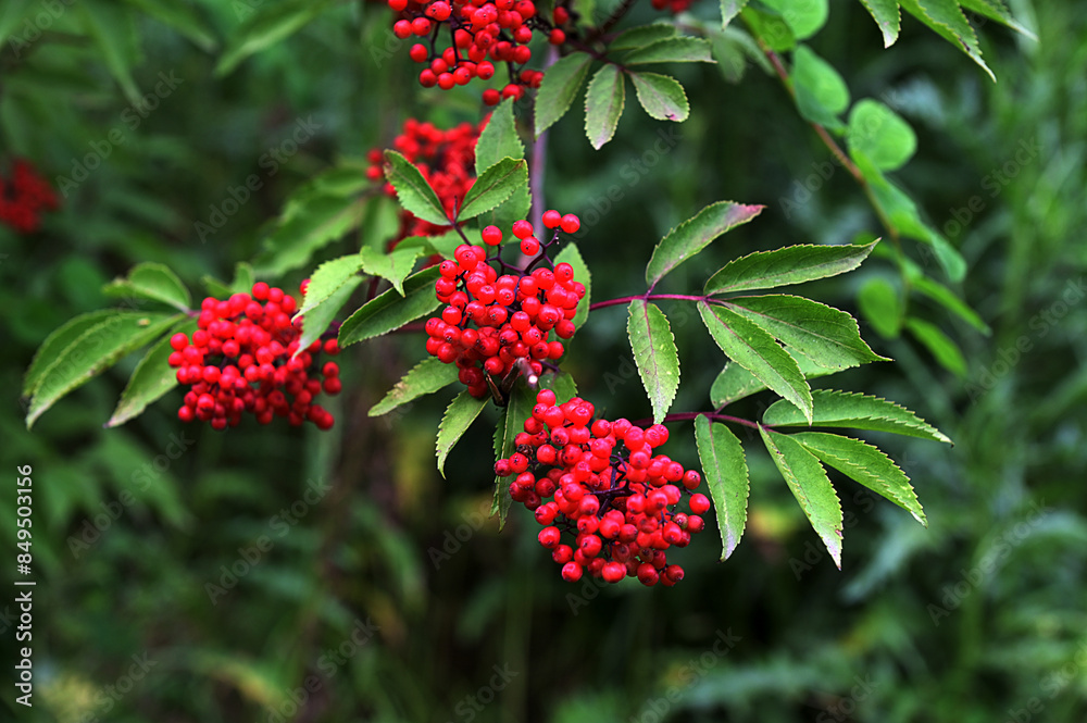 Red elderberry, Sambucus racemosa Red elderberry, Sambucus racemosa