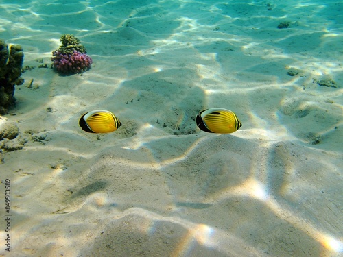 Pair of colorful blacktail butterflyfish (Chaetodon austriacus) swimming in the shallow sea. Beautiful tropical fish in the ocean, underwater picture from scuba diving. Marine life, fishes and coral. photo