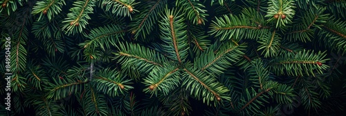 green pine tree leaves on dark background