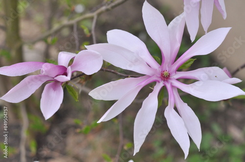 Obraz na płótnie Kwiat magnolii