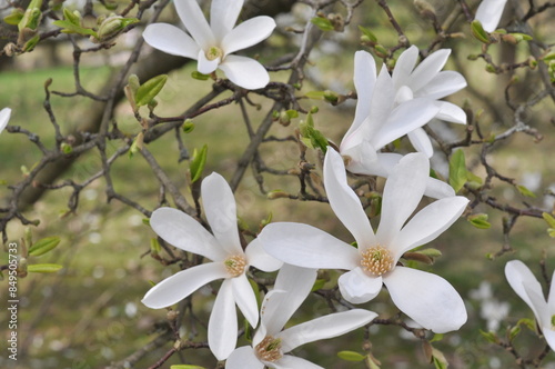 Obraz na płótnie MAGNOLIA