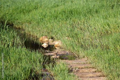 flooded marsh footpath with green grass and walking stones photo