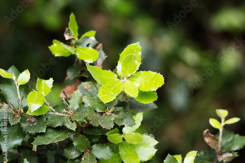 Kermes oak (Quercus coccifera) new shoots isolated on a natural background photo