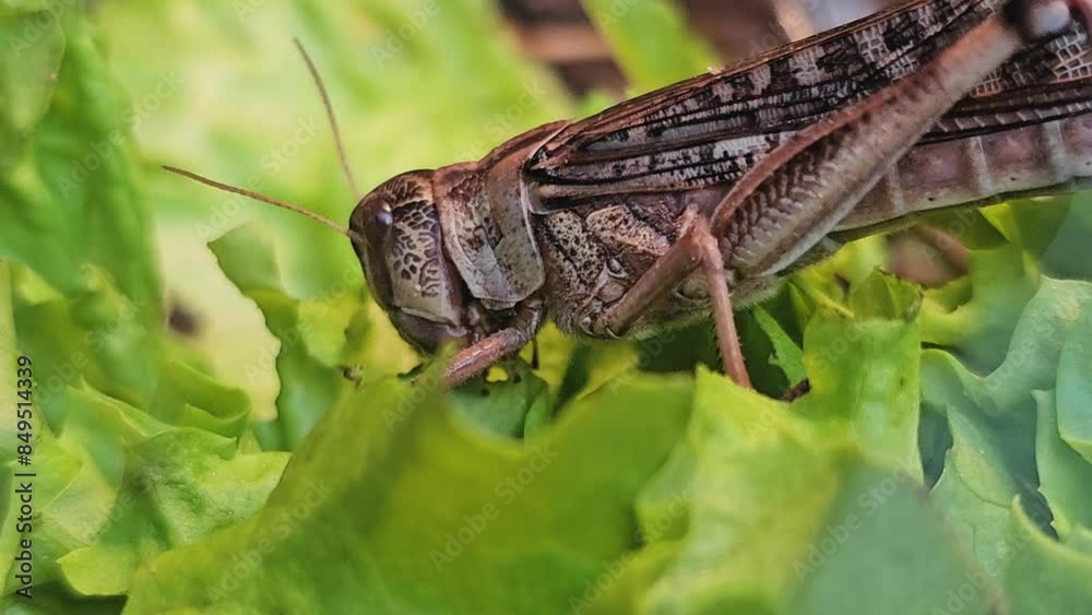 A close up view of a grasshoppers sitting on a leaf and eating lettuce A close up view of a grasshoppers sitting on a leaf and eating lettuce