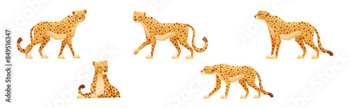 Cheetah as African Large Cat with Long Tail and Black Spots on Coat Vector Set