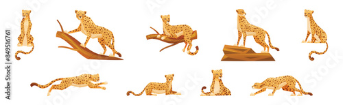 Cheetah as African Large Cat with Long Tail and Black Spots on Coat Vector Set