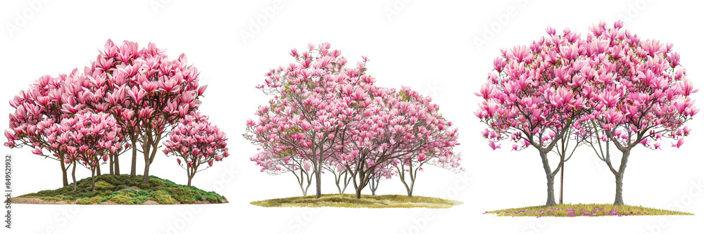 Set of A serene park landscape adorned with vibrant pink magnolia trees isolated on transparent background Set of A serene park landscape adorned with vibrant pink magnolia trees isolated on transparent background