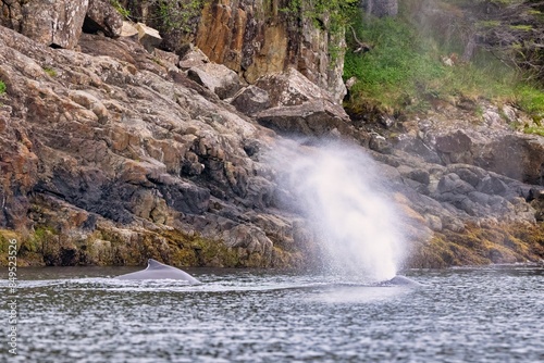 Humpback whale spouting near rocky cliffs in a serene coastal area