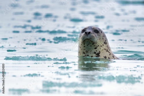 Close-up of a harbor seal swimming in icy waters, with a blurred background of floating ice