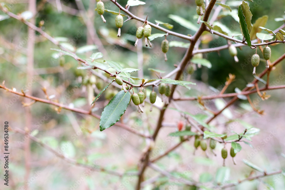 Fruits of elaeagnus pungens, Thorny-Olive Fruits of elaeagnus pungens, Thorny-Olive