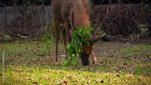 Leaves caught in the deer's antlers, enjoys the grass.