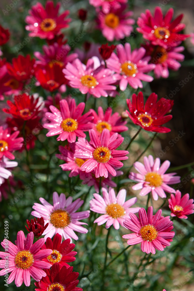 A close-up view of pink and red daisy flowers blooming in a garden setting. A close-up view of pink and red daisy flowers blooming in a garden setting.