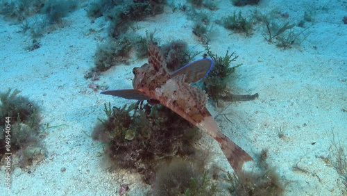 Undersea life - Red gurnard fish walking over the seabed photo