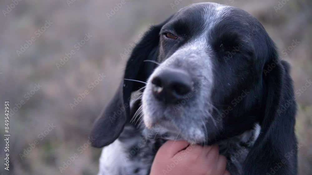 A happy and smiling boy in a blue jacket pets a Russian spaniel dog. True friendship and sincere emotions A happy and smiling boy in a blue jacket pets a Russian spaniel dog. True friendship and sincere emotions