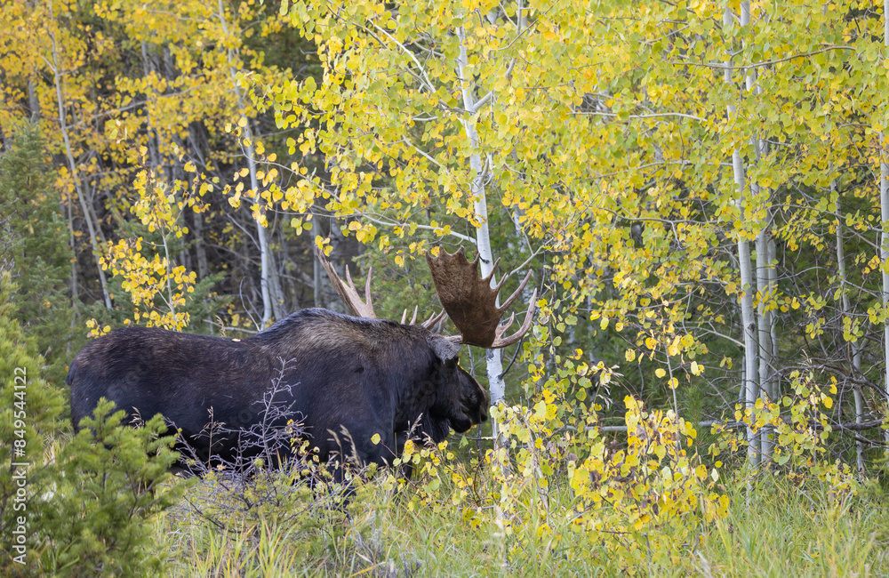 Bull Shiras Moose During the Rut in Autumn in Wyoming Bull Shiras Moose During the Rut in Autumn in Wyoming