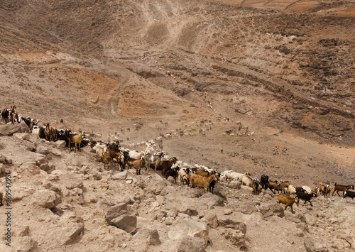 Foto Agriculture of Gran Canaria - a large group of goats and sheep are moving across