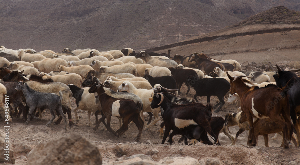 Obraz premium Agriculture of Gran Canaria - a large group of goats and sheep are moving across a dry landscape, between Galdar and Agaete municipalities