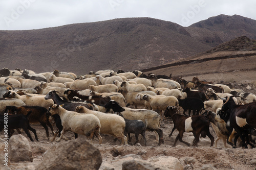 Quadro su tela Agriculture of Gran Canaria - a large group of goats and sheep are moving across