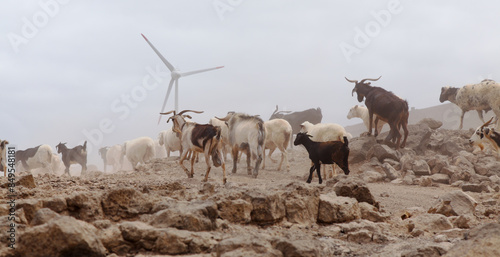 Agriculture of Gran Canaria - a large group of goats and sheep are moving across a dry landscape, between Galdar and Agaete municipalities
