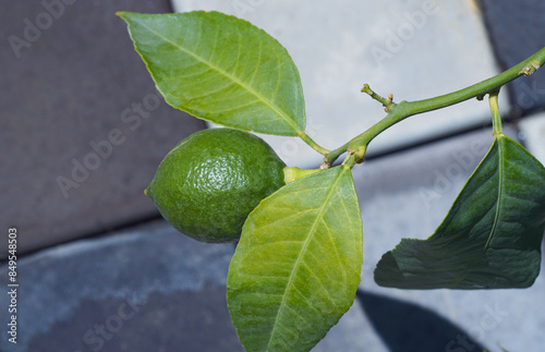 Wallpaper Mural unripe green lemon fruit Torontodigital.ca