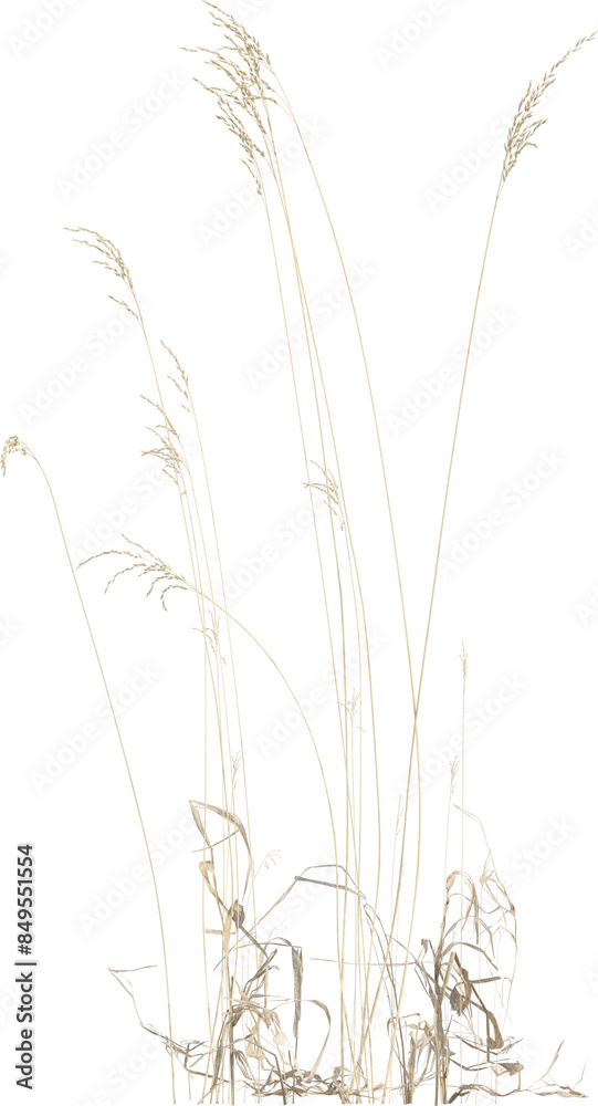 Obraz premium Side view of Meadow Grass plant