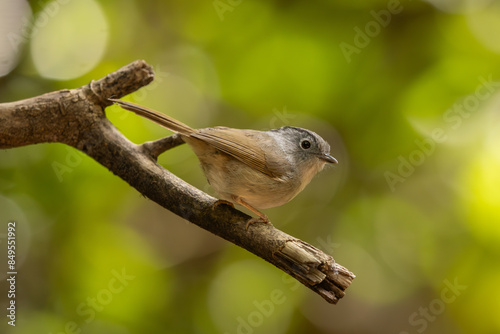 Mountain Fulvetta perched on a branch in the forest photo