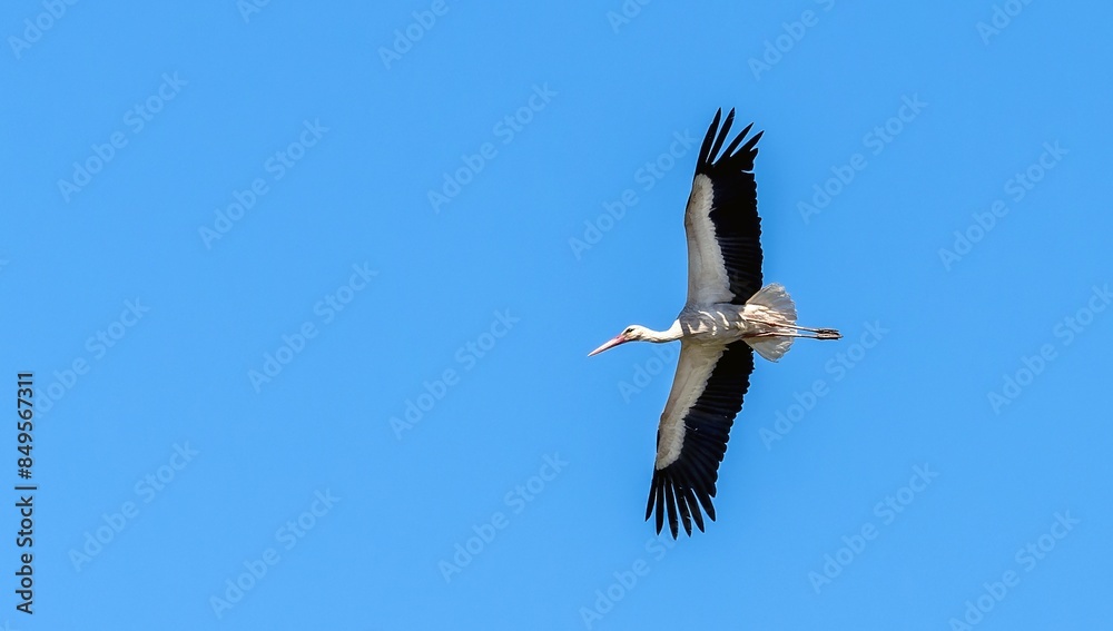 portrait of a white stork in flight