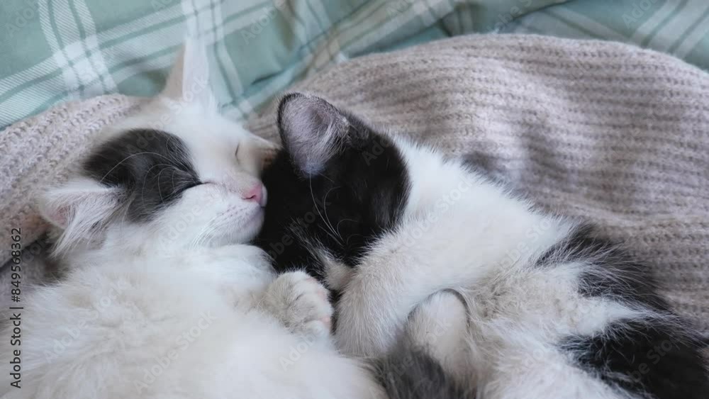 two domestic kittens sleep lying on a knitted scarf on the bed. Sleeping cat. Adorable pets concept