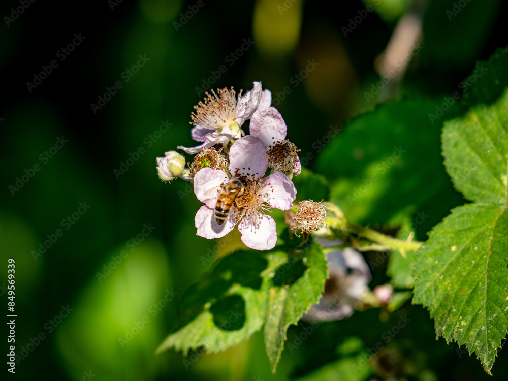 Biene sammelt Nektar auf Brombeerblüte Biene sammelt Nektar auf Brombeerblüte