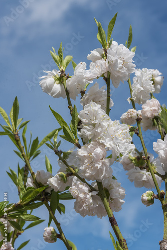 PEACH TAOFLORA WHITE. White double flowering peach tree