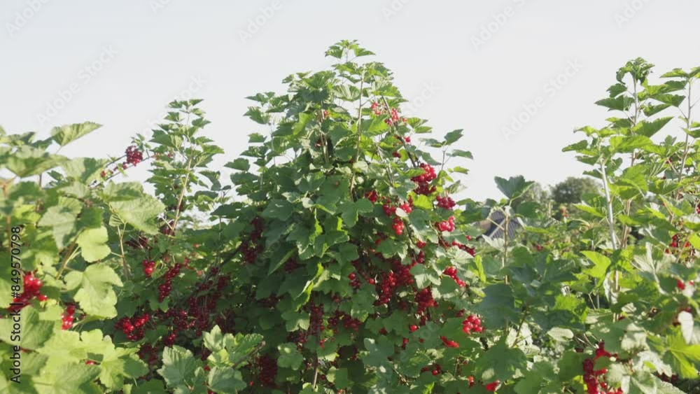 Plantacja porzeczki czerwnoej Plantacja porzeczki czerwnoej