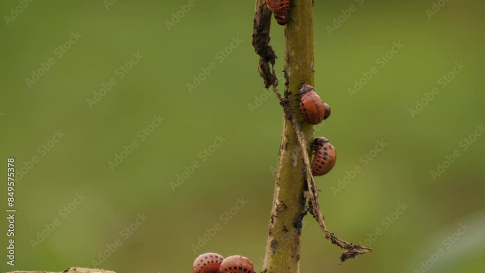 Colorado beetles eat the stem of potatoes Colorado beetles eat the stem of potatoes