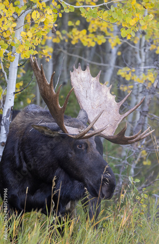 Bull Shiras Moose During the Rut in Fall in Wyoming