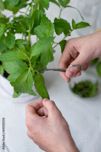 Medical herbs planting at home, green mint bush in pot, picking mint leaves with scissors, gardening greenery for cooking photo