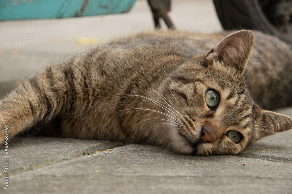 Street stray cat lying on sidewalk on warm summer day Street stray cat lying on sidewalk on warm summer day