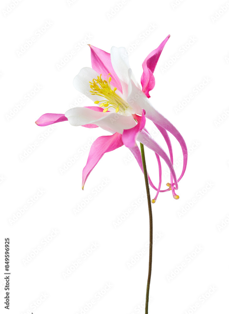 Pink-white Aquilegia isolated on a white background.