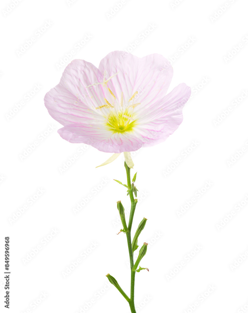 Light pink flower of Pinkladies isolated on white background. Oenothera speciosa. Large DOF Light pink flower of Pinkladies isolated on white background. Oenothera speciosa. Large DOF
