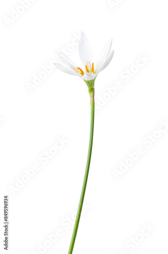 White Peruvian swamp lily isolated on a white background. Zephyranthes candida.
