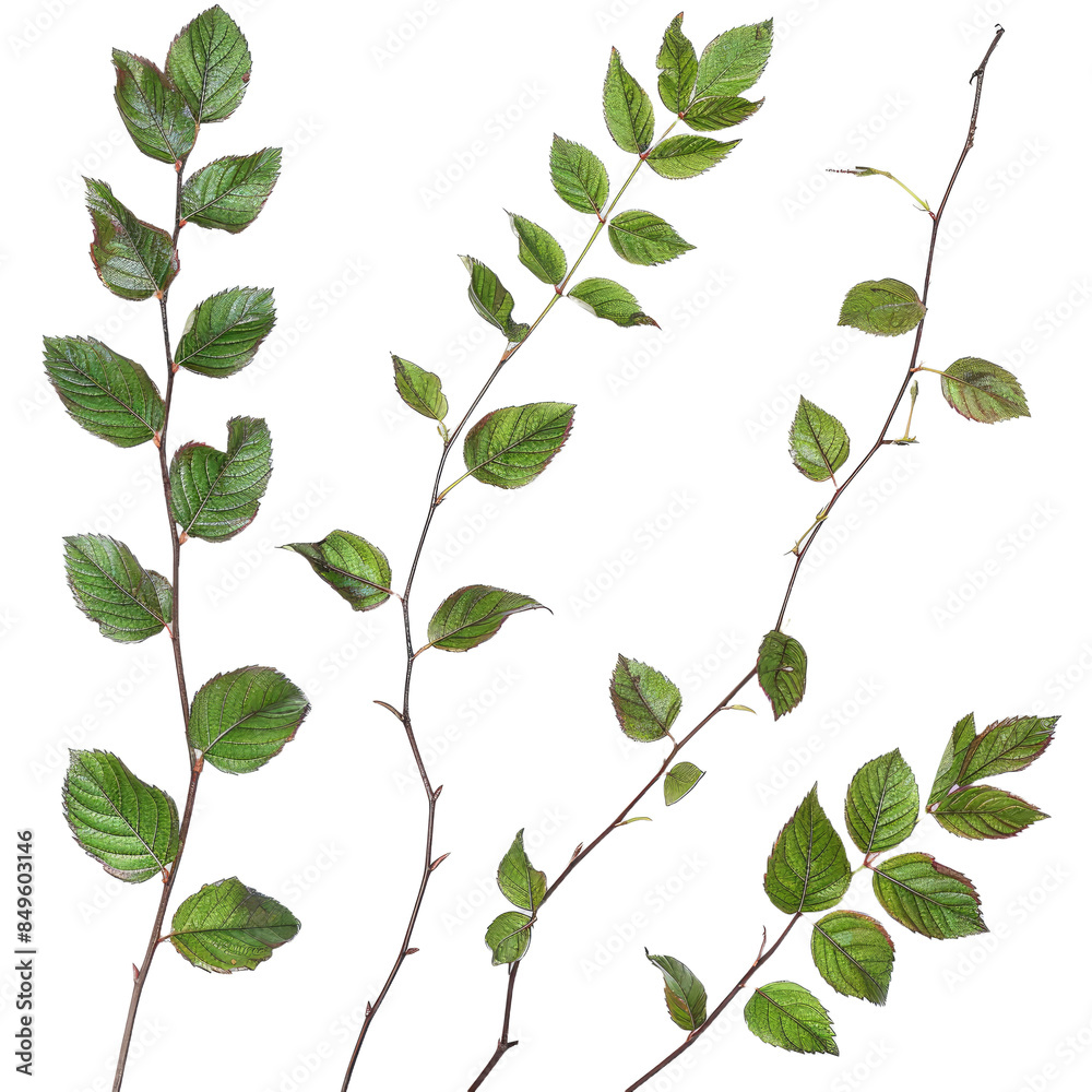 A collection of small rose leaf twigs isolated on a white background. A collection of small rose leaf twigs isolated on a white background.