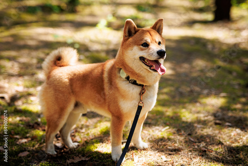 Photos Shiba Inu dog in the sunny forest.