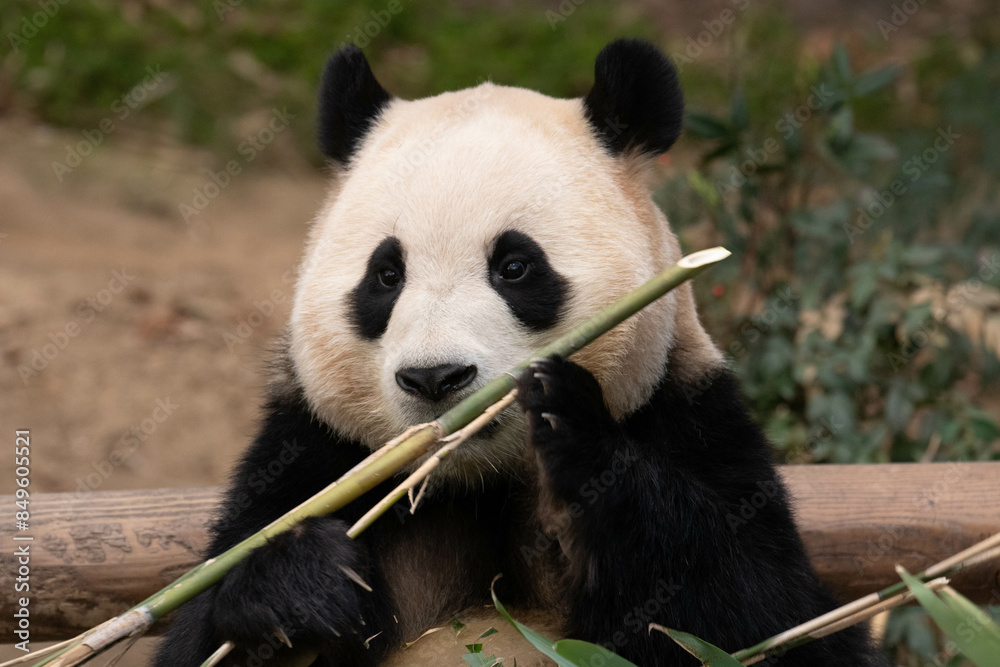 A Portrait of female Panda, Fu Bao, Everland, South Korea A Portrait of female Panda, Fu Bao, Everland, South Korea