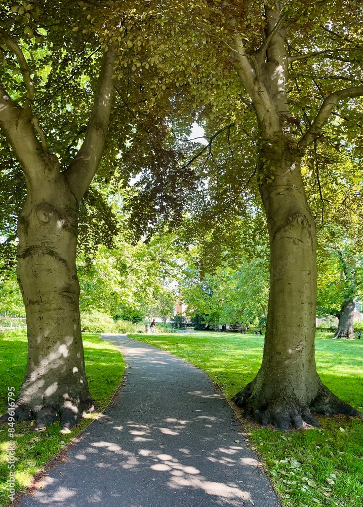 A sunlit park path curving between two large trees, surrounded by lush green grass and leafy branches. A sunlit park path curving between two large trees, surrounded by lush green grass and leafy branches.