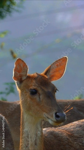 The activity of a group of young deer at the edge of the forest, butterflies flying around