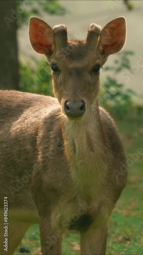 A young deer seen cautiously.