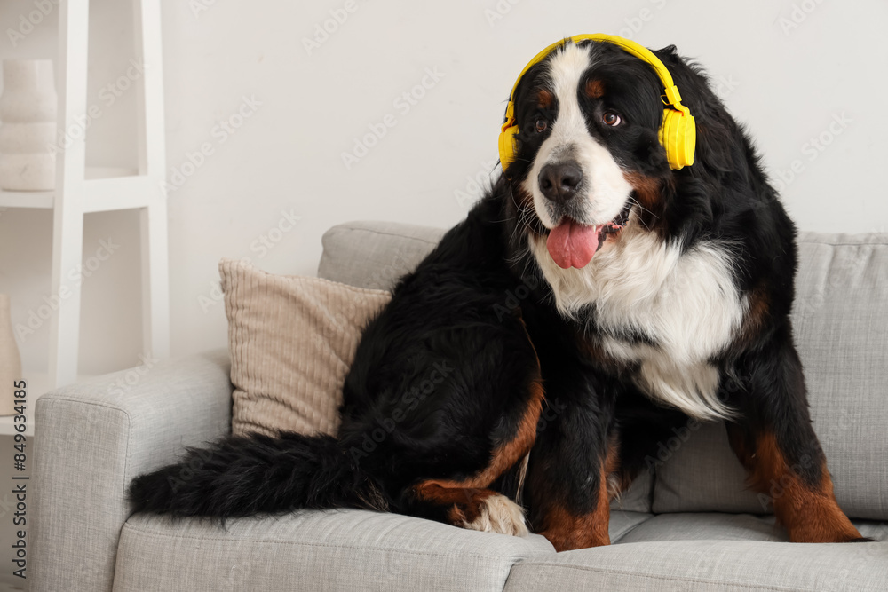 Cute Bernese mountain dog in headphones sitting on sofa at home Cute Bernese mountain dog in headphones sitting on sofa at home