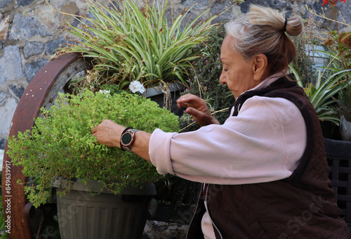 women planting plants in the garden photo