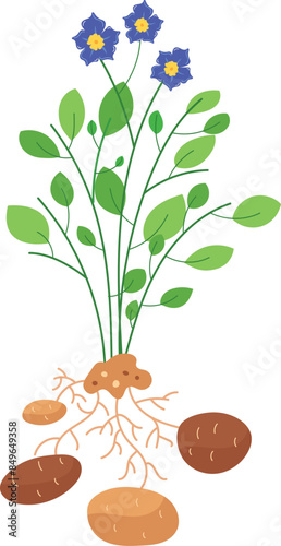 Graphic illustration potato plant showing roots tubers leaves blue flowers isolated white background vector illustration. Plant diagram purpose educational botanical studies agriculture teaching