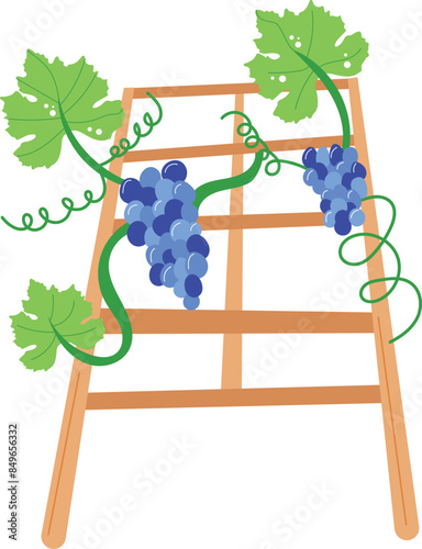 Clusters blue grapes wooden trellis grapevine green leaves climbing plant. Illustrated grapevine trellis ripe grape bunches botanical illustration winemaking viticulture concept. Grape plant trellis